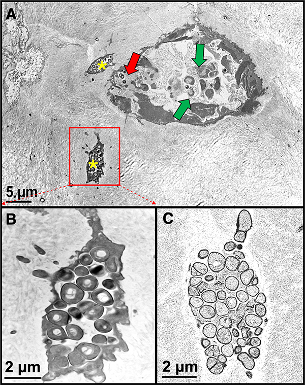 Figure 5: