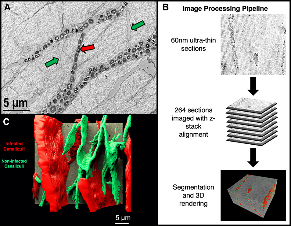 Figure 7: