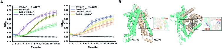 Fig. 4