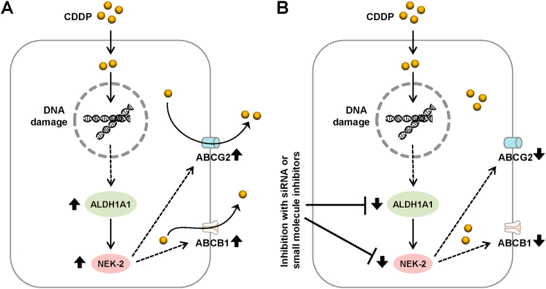 Figure 6