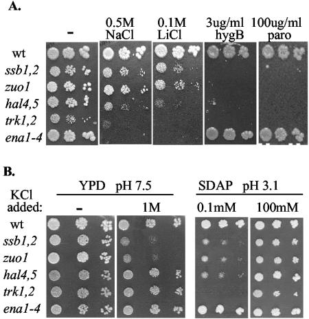 FIG. 1.