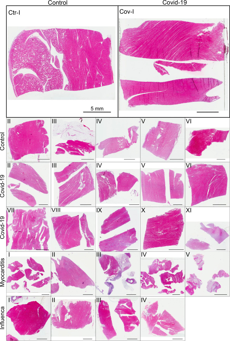 Appendix 1—figure 1.