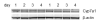 Figure 1B