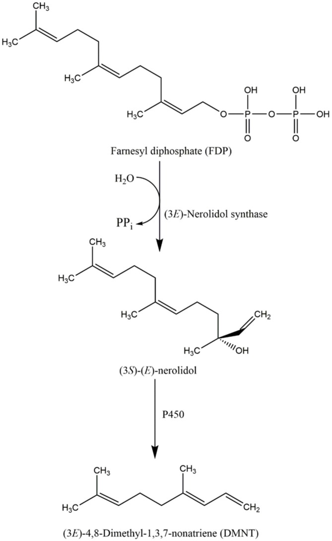 Scheme 2