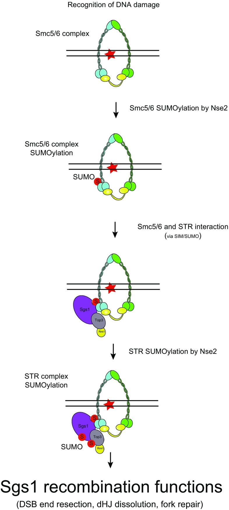 Fig. 3