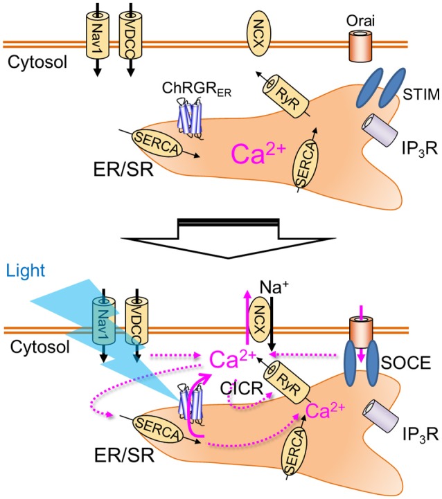 Figure 6