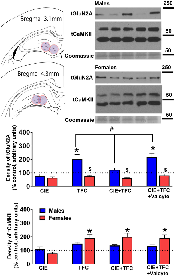 Figure 5: