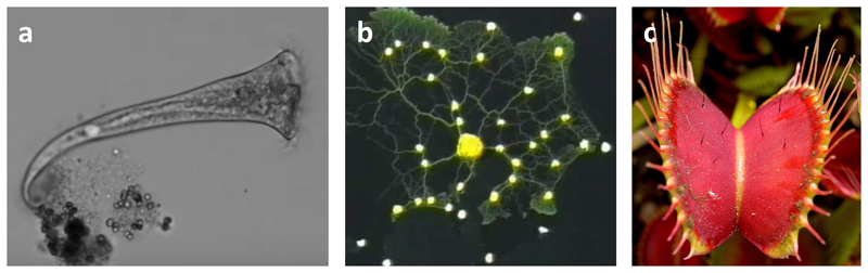 Fig. 3