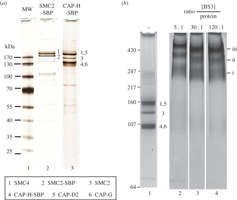 Figure 1.