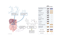 Graphical Abstract