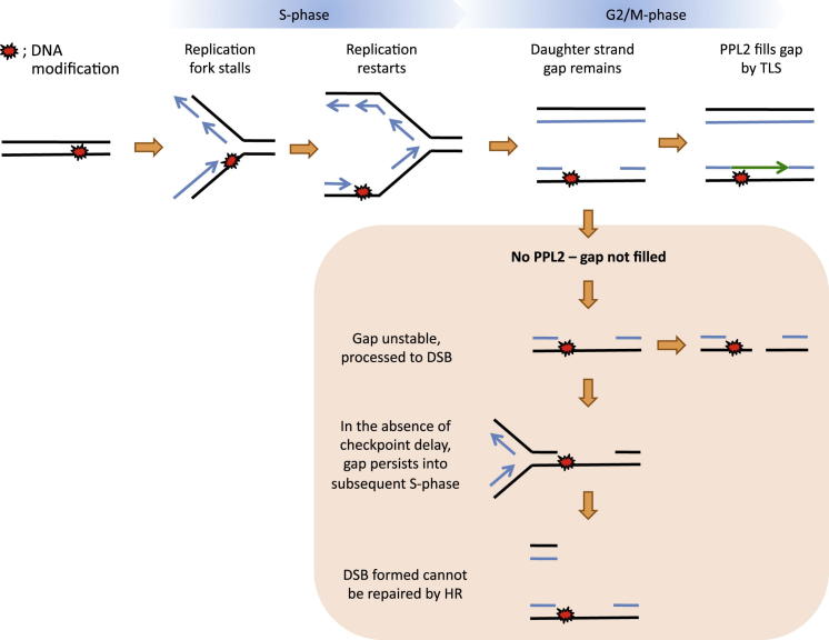 Figure 7