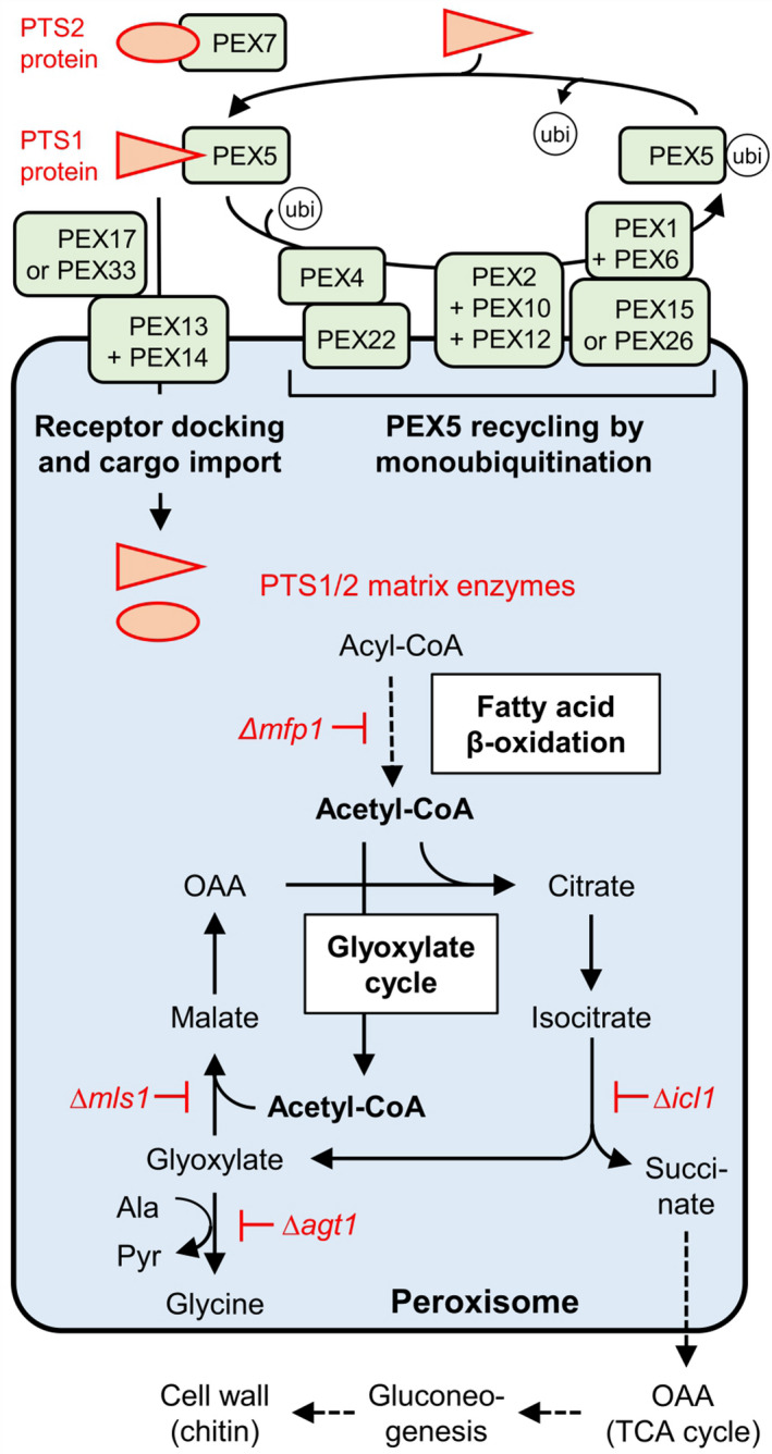 FIGURE 2