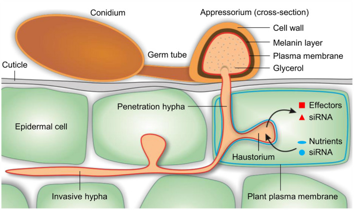 FIGURE 1