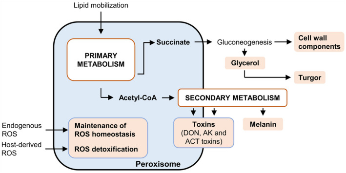 FIGURE 4