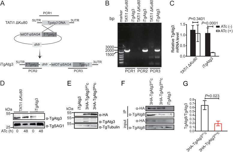 FIG 1