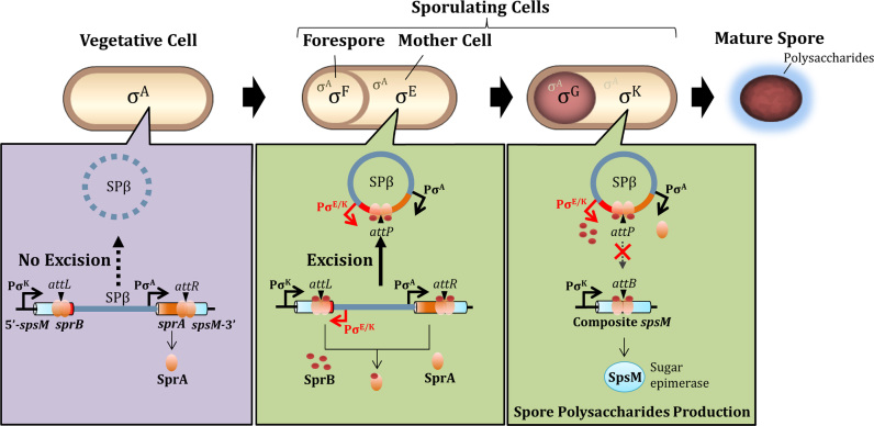 Figure 9.