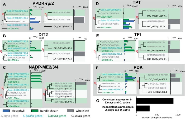 Independent and Parallel Evolution of New Genes by Gene Duplication in ...