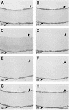 FIG. 8.