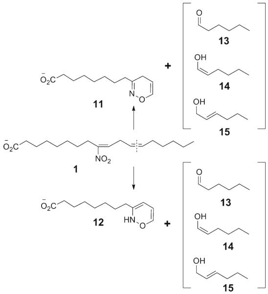 Scheme 8