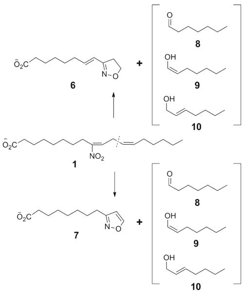 Scheme 6