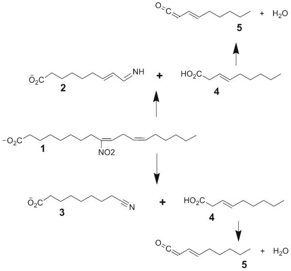 Scheme 4