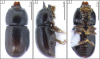 Figures 1–3.
