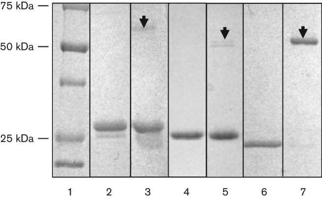 Fig. 3. 