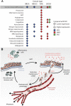 Figure 4. GSEA of DEGs. A, Survival and gene set enrichment are shown for AFR (blue arrows), AMR (red arrows), and EAS (green arrows) ancestry groups compared with the reference EUR group. Up arrows indicate higher survival or expression compared with the EUR reference group, and down arrows indicate lower survival or expression. B, Illustration of three cancer-related hallmark pathways (inflammatory response, EMT, and angiogenesis) and their associated functions, which are enriched for genes that are underexpressed in the AMR ancestry group for KIRC.