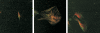 <b>Figure 1.</b>