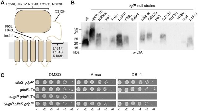 FIG 3