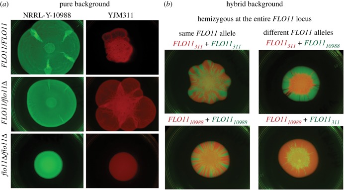 Figure 4.