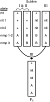 F<sc>igure</sc> 4.—