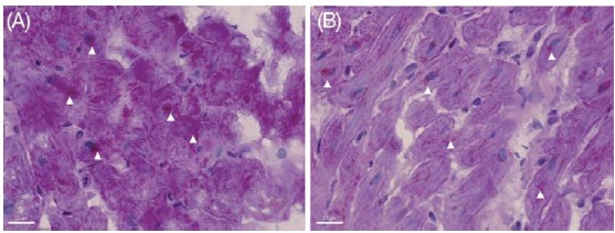 Fig. (1)