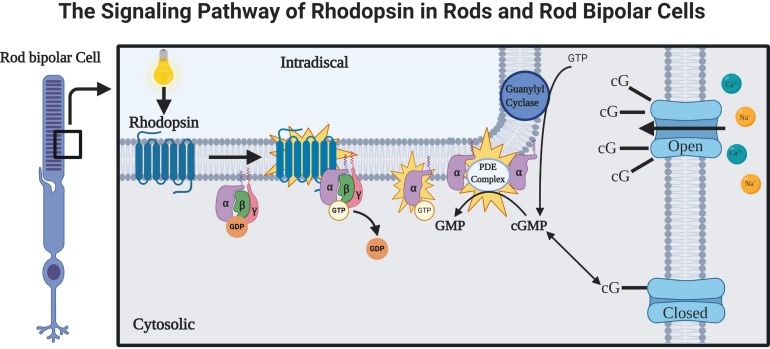 FIGURE 2