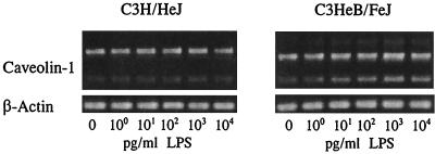 FIG. 6