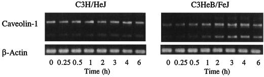 FIG. 7