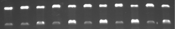 graphic file with name Beilstein_J_Org_Chem-20-101-i003.jpg