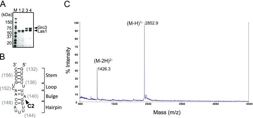 Fig. S1.