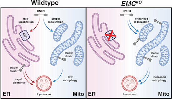 graphic file with name 44318_2023_6_Figa_HTML.jpg