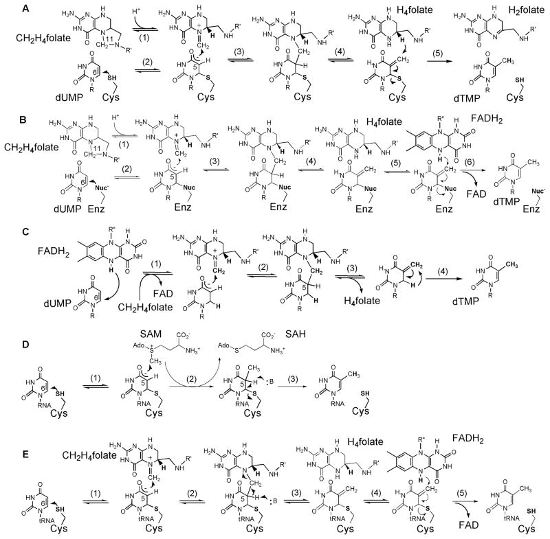 Scheme 3