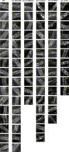 Figure 4—figure supplement 1.