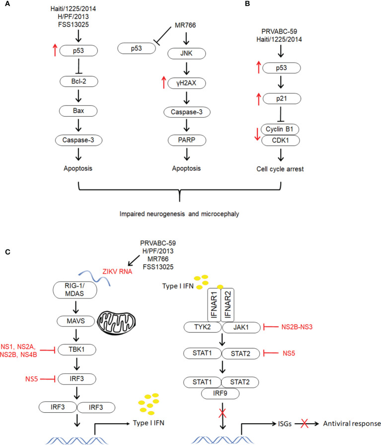 Figure 3