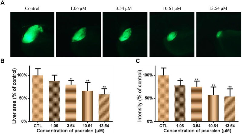 FIGURE 4