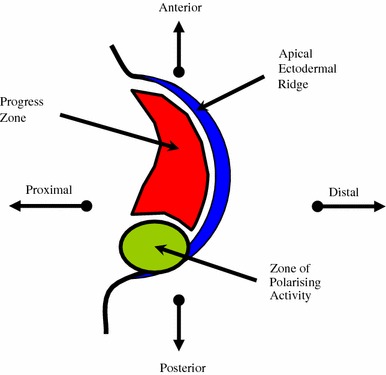 Fig. 5