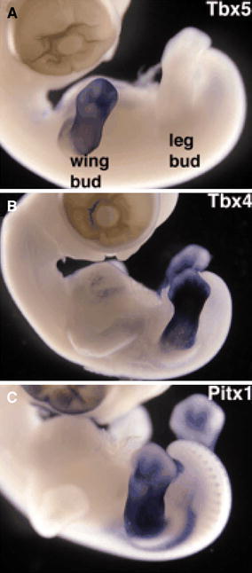 Fig. 1