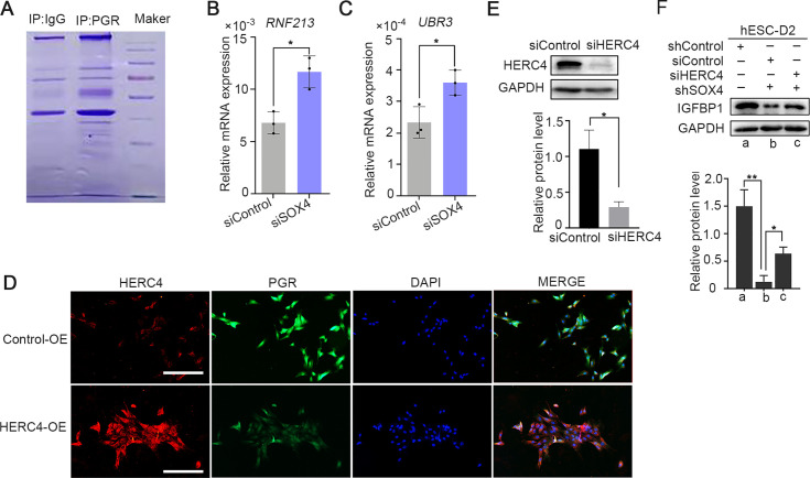 Figure 6—figure supplement 1.