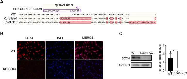 Figure 3—figure supplement 1.