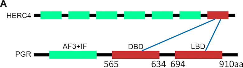 Figure 7—figure supplement 1.