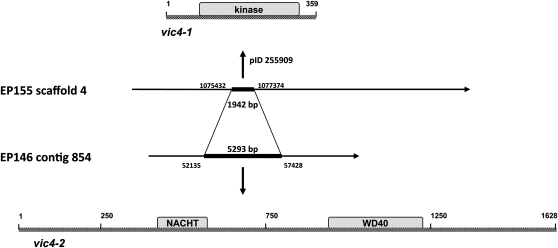 Figure 4 