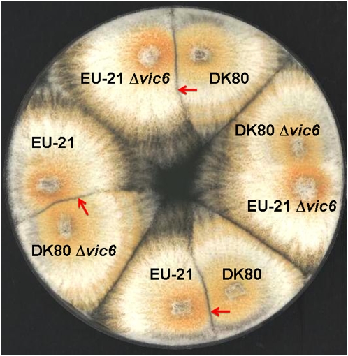 Figure 7 